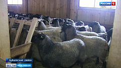 В Зубцовском районе племенное хозяйство "Покров" выпускает овечье молоко и сыр