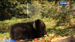 Медвежата из Торопецкого центра спасения готовятся к зиме