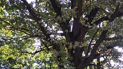 Двухсотлетний дуб в Торжке признали памятником природы
