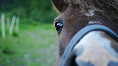 За кражу коня жительнице Тверской области назначили полгода лишения свободы 