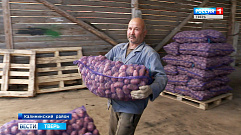 Тверские аграрии приступили к уборке ранних сортов картофеля