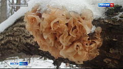 Зимой в заповеднике Тверской области появились грибы