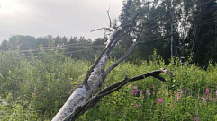 От штормового ветра в Тверской области сильно пострадал Торопецкий район