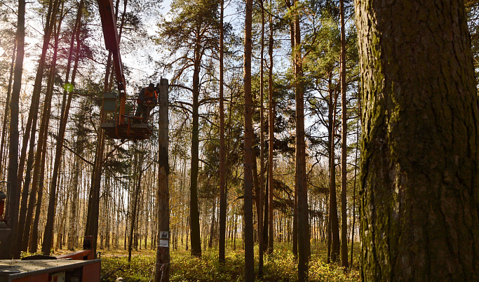 В Бобачевской роще проходит вырубка опасных деревьев