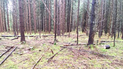 Житель Тверской области незаконно срубил 48 елей