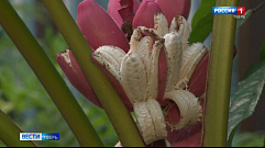 Бархатные бананы созрели в Ботаническом саду Твери