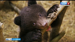 В Тверской области находятся медвежата, осиротевшие из-за лесозаготовительных работ