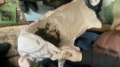 В Тверской области в сарае парня нашли 151,5 грамм марихуаны