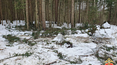 Чёрный лесоруб из Тверской области «наломал дров» на 700 тысяч рублей