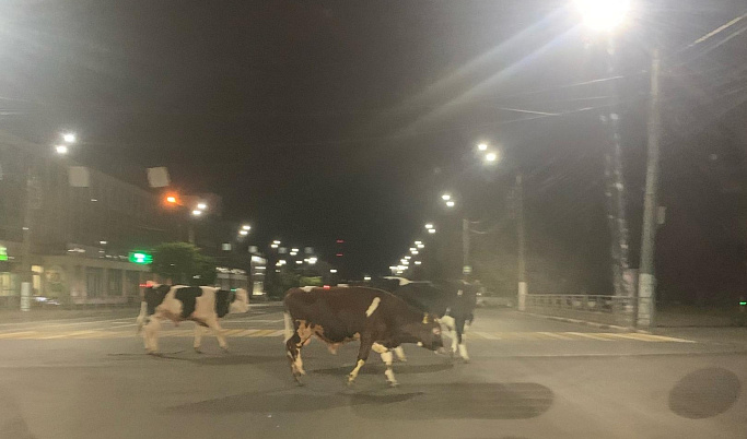 В Твери коровы и бычки бегали по городу и нарушали ПДД