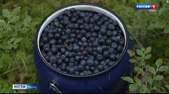 Черничный сезон в Тверской области: как правильно собирать, хранить и есть ягоду