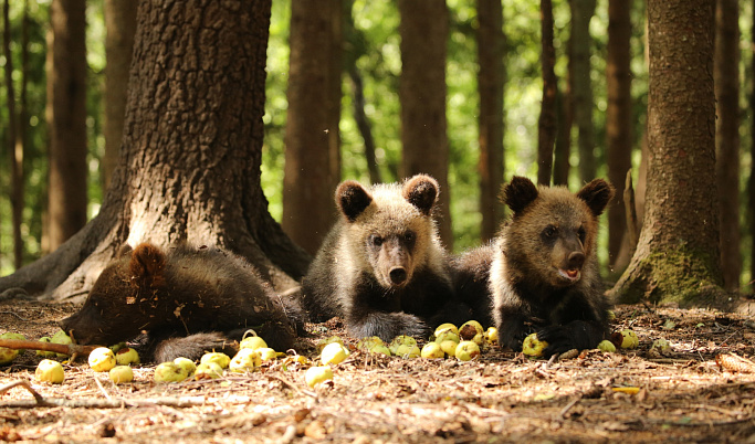 В Центре Пажетновых Тверской области у медвежат началась яблочная пора