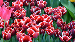 «Бал тюльпанов» пройдет в Ботаническом саду Твери