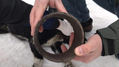 В Твери спасли собаку с обрезом железной трубы на шее