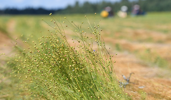 В Тверской области собрали более 52,5 тысяч гектаров зерновых культур