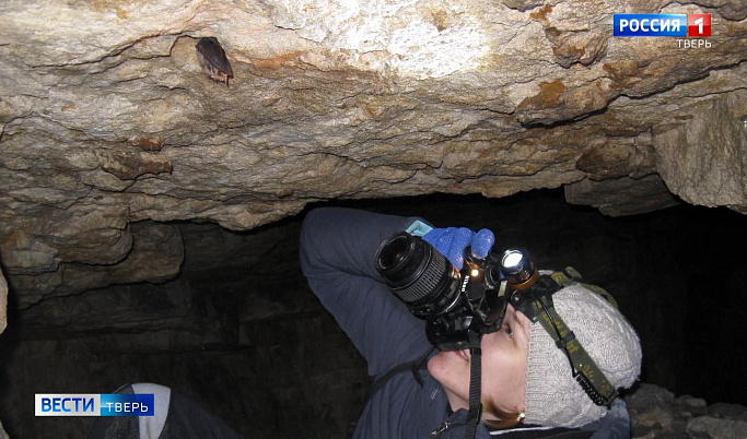 В старицких пещерах пересчитали летучих мышей