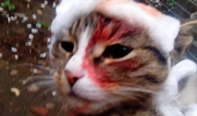 В Тверской области живодеры отстреливают кошек