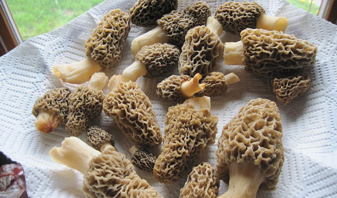 В Тверской области появились первые грибы
