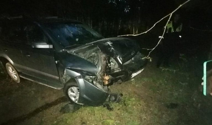В Тверской области водитель пытался объехать лося и врезался в дерево