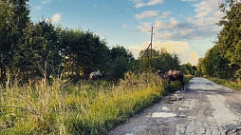 На границе с Тверской областью заметили гуляющих в лесу верблюдов