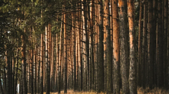 Тверская область продолжает занимать 1 место ЦФО по лесовосстановлению