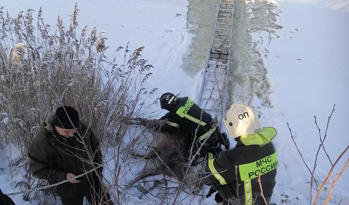 В Тверской области сотрудники МЧС спасли провалившегося под лед оленя