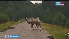В Тверской области гуляют верблюды