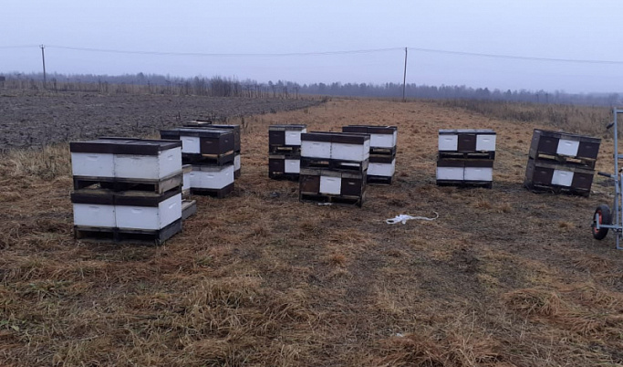 Под Тверью у мужчины украли пчелиные улья на 400 тысяч рублей