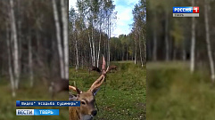 В Тверской области олени боролись за самку 