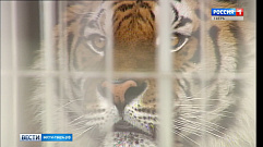 Знаменитого в Тверской области тигра Барсика планируют передать в зоопарк 