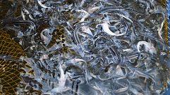 Более 4,7 млн экземпляров молоди рыб выпущено в водоемы Тверской области