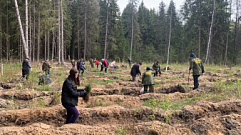 Почти 8 тысяч сеянцев ели высажено в Калининском районе в рамках акции «Сад памяти»