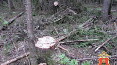 Житель Тверской области уничтожил деревьев на 650 тысяч рублей