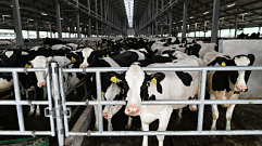 В Тверской области более 70 хозяйств смогут получить поддержку на производство молока