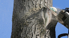 Суд обязал чиновников в Тверской области спилить опасные деревья