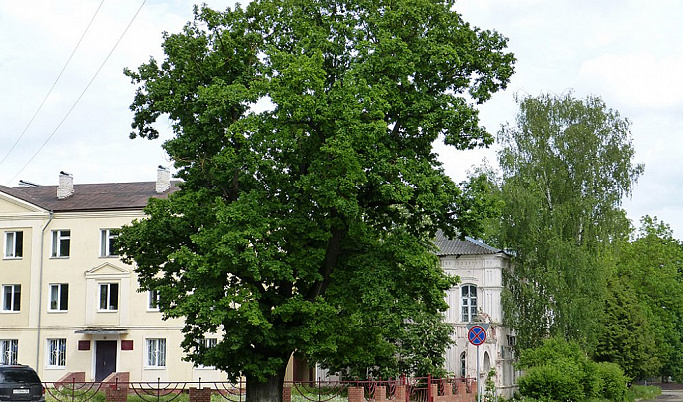 За фотографию дерева тверитяне могут получить 100 тысяч рублей
