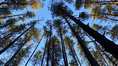 За 17 незаконно срубленных деревьев жителя Тверской области осудили на 3 года