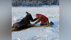 В Тверской области на реке Тверца спасли провалившегося под лед лосенка