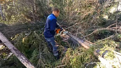 На 7 млн рублей незаконно вырубили деревьев в Тверской области