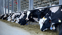 Сельхозпредприятия Тверской области увеличили производство мяса и молока в первом квартале 2023 года 