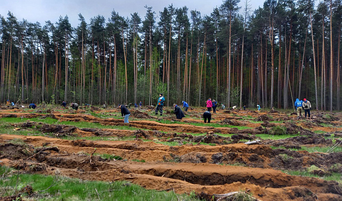 В Тверской области в рамках международной акции высадили более 2,3 млн штук сеянцев и саженцев деревьев