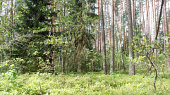 В Тверской области утверждены границы ещё 8 особо охраняемых природных территорий