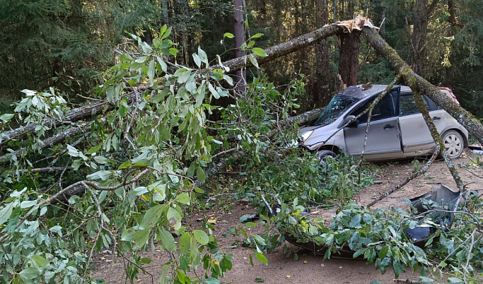 В Тверской области иномарка протаранила дерево у дороги