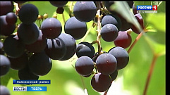 Садовод из Аввакумово успешно выращивает виноград на своём участке