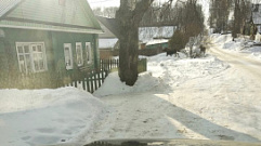 В Тверской области лоси зашли в гости к местным жителям