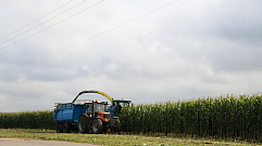 Сбор урожай кормовых культур продолжается в Твери и области