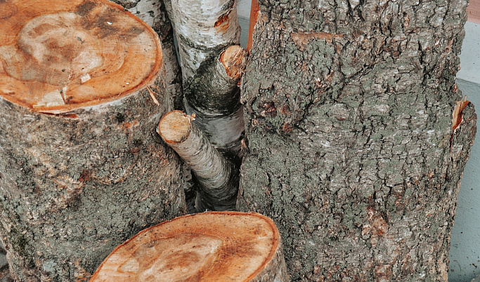 Черный лесоруб из Тверской области напилил деревьев на 22 млн рублей