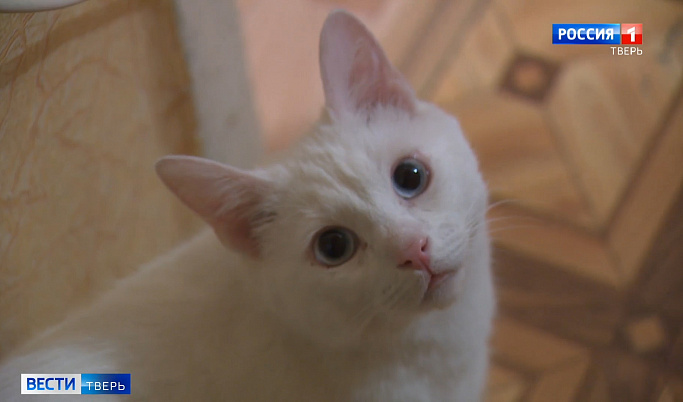 Слабослышащая жительница Твери приютила глухого кота