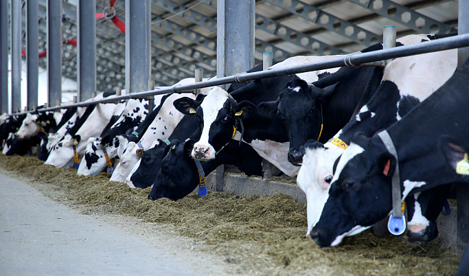 Сельхозпредприятия Тверской области в 2022 году нарастили объемы производства молока