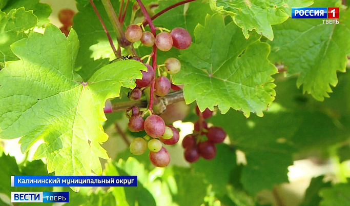 32 сорта винограда выращивает житель Твери на своем участке